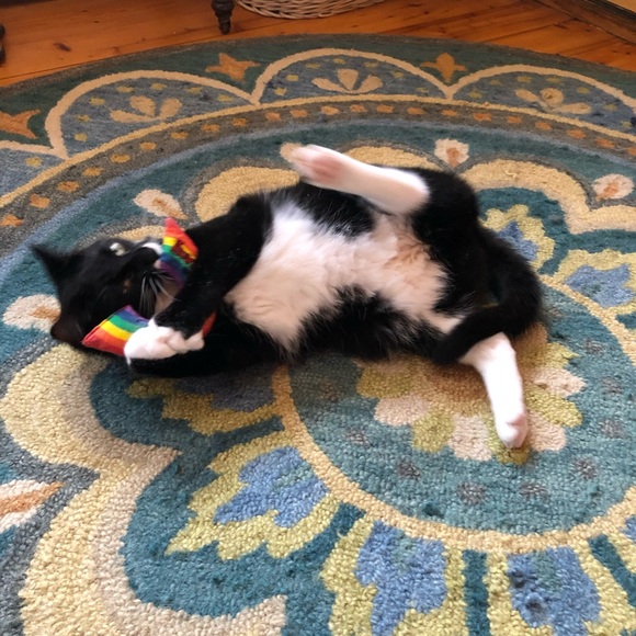 Meet your Posher, Kye - Picture 6 of 16